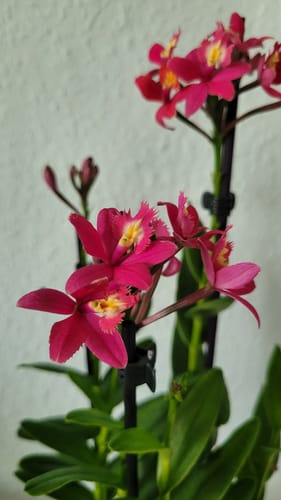 Customer photo review of Epidendrum Nordic Fire Dauerblüher mit magentafarbenen Blüten und 3+ Rispen