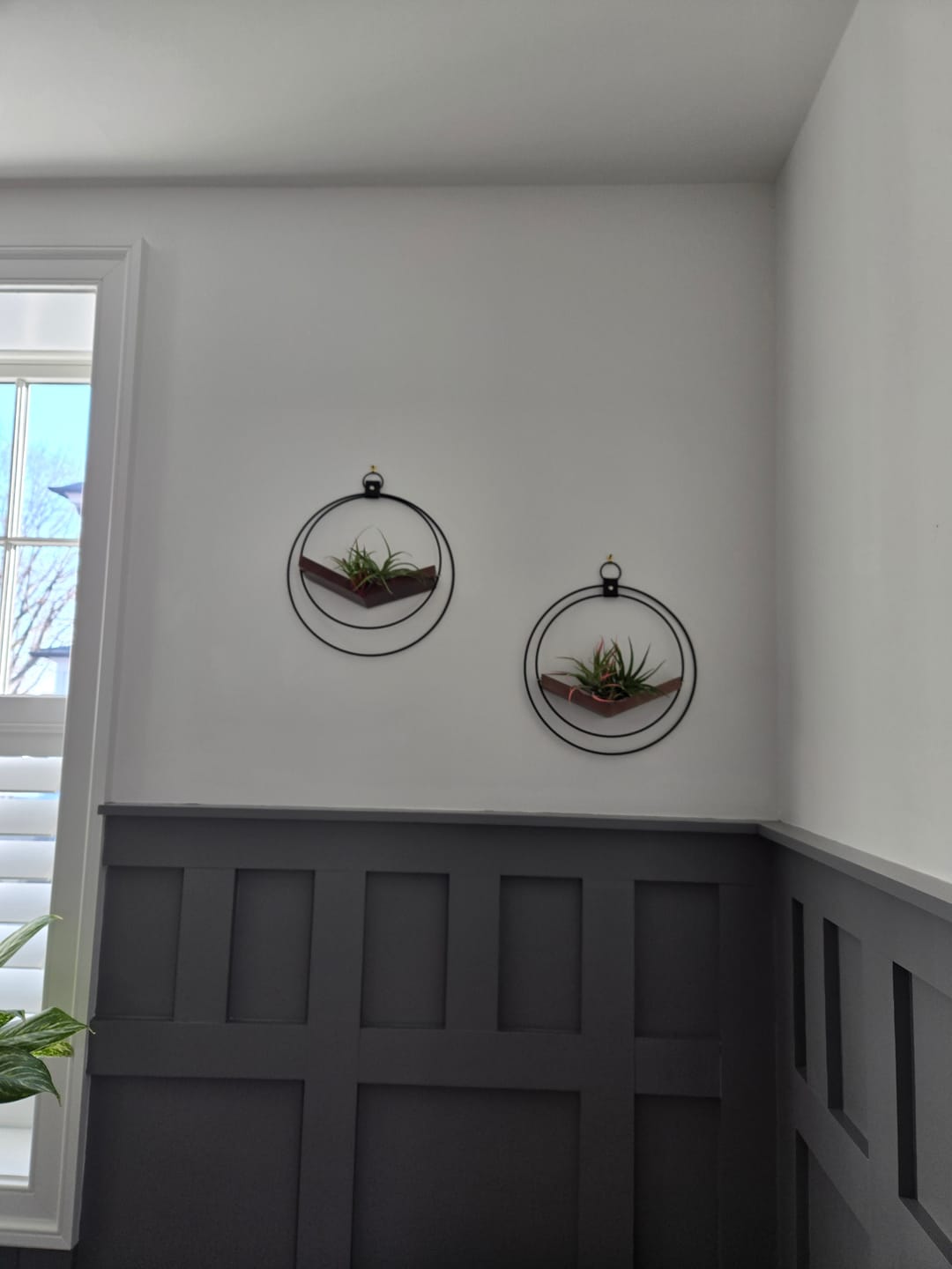 Customer photo review of Air Plant V-Hanger Duo
