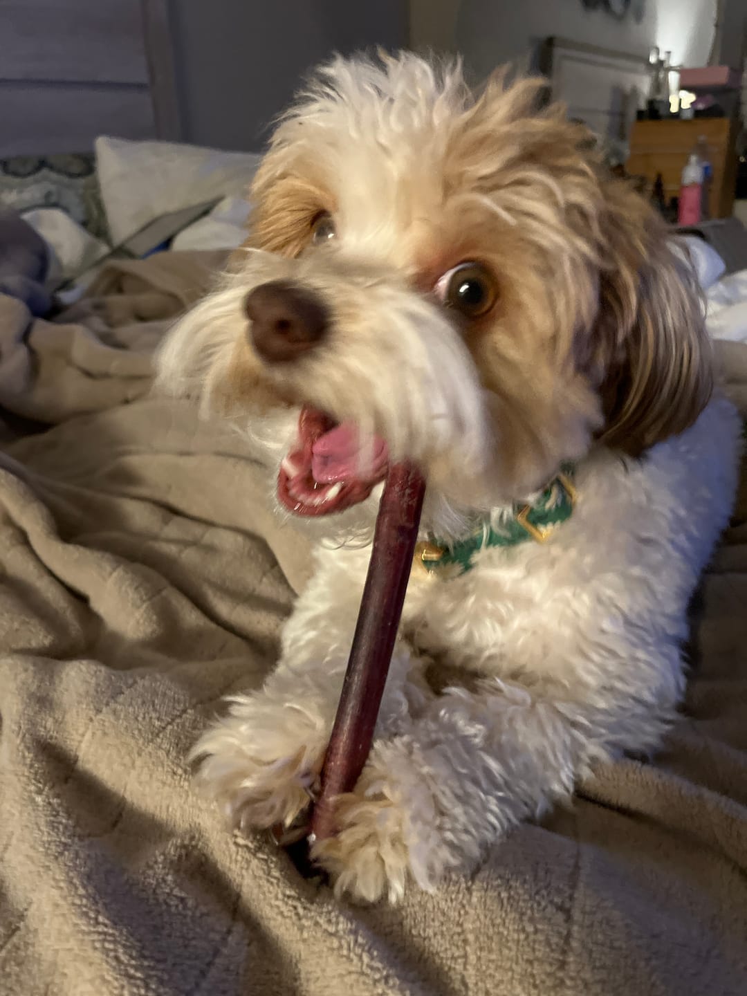 Customer photo review of Regular Bully Sticks