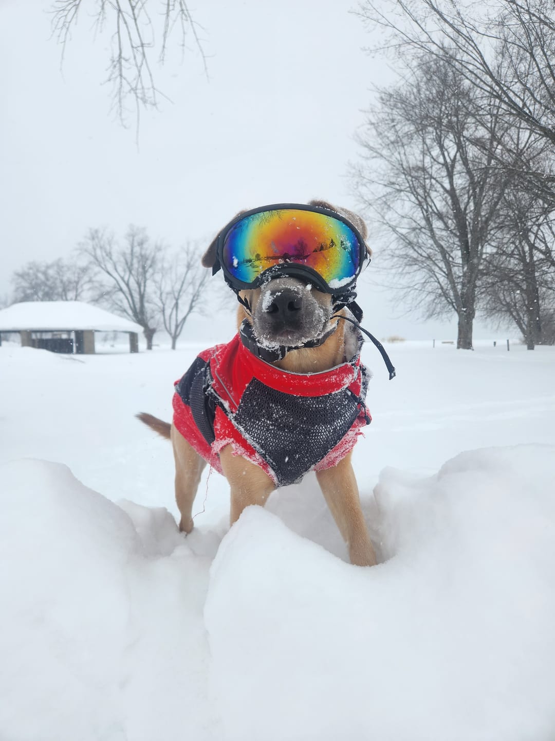 Customer photo review of Adjustable Dog Goggles (Doggles)