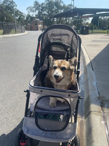 Customer photo review of PaWz Pet Dog Stroller Pram 4 Wheels