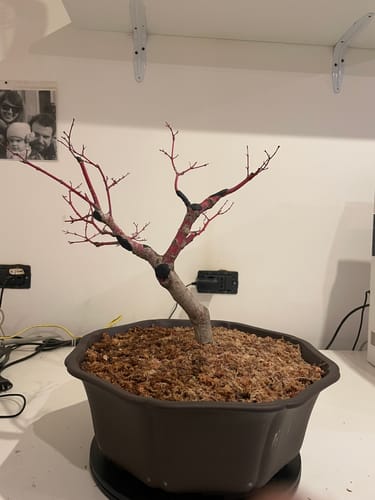 Customer photo review of SUPREMACY CB® (substrato premium ad alte prestazioni)