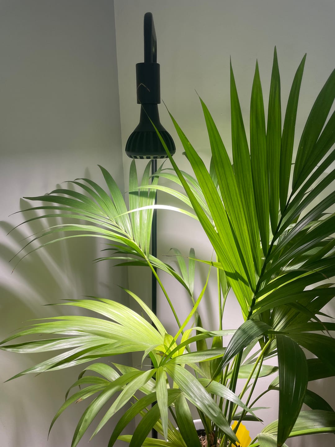 Customer photo review of Pianta Adjustable Floor Lamp