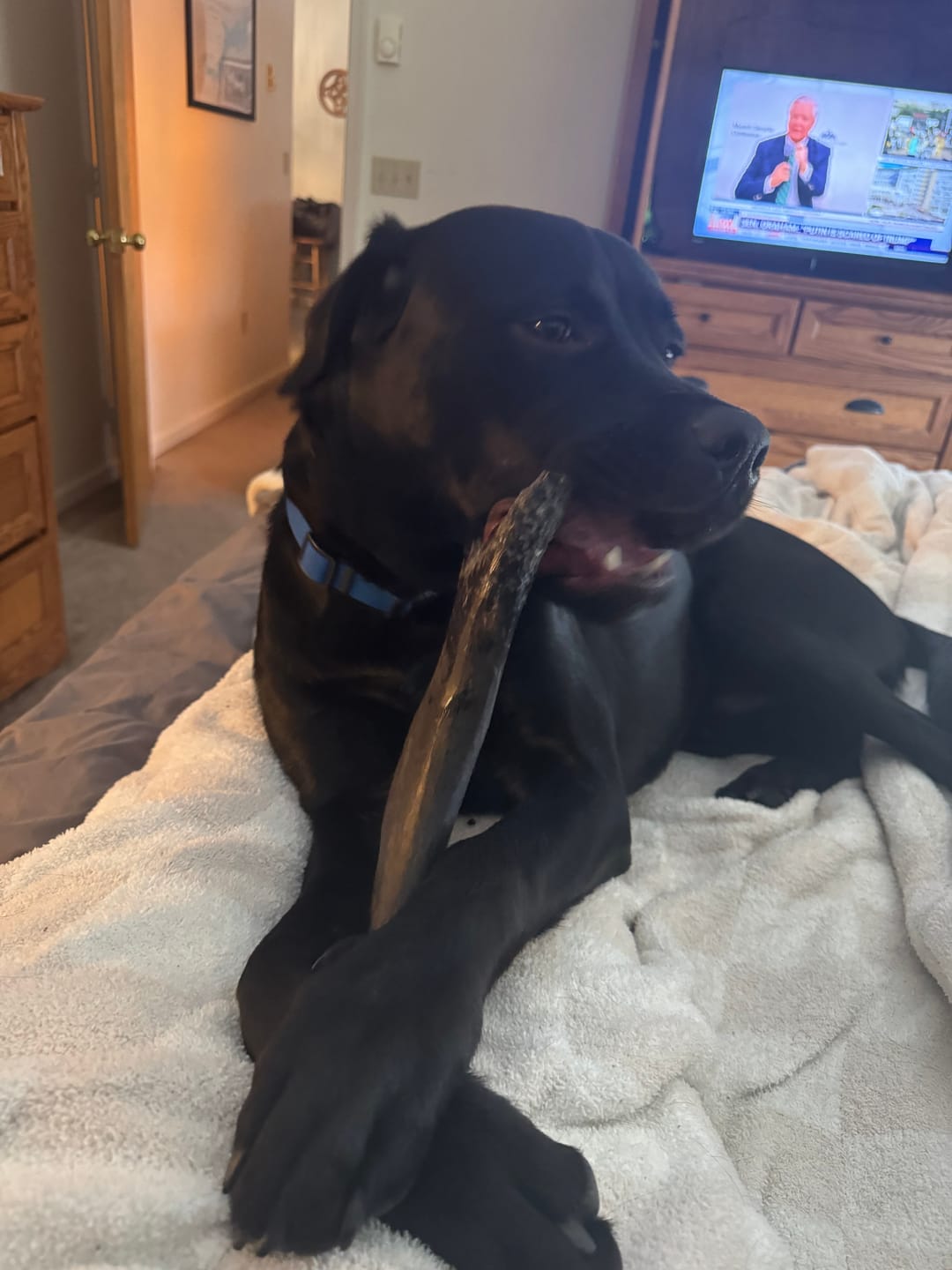 Customer photo review of Chew Combo for Large Dogs 55 - 80 lbs