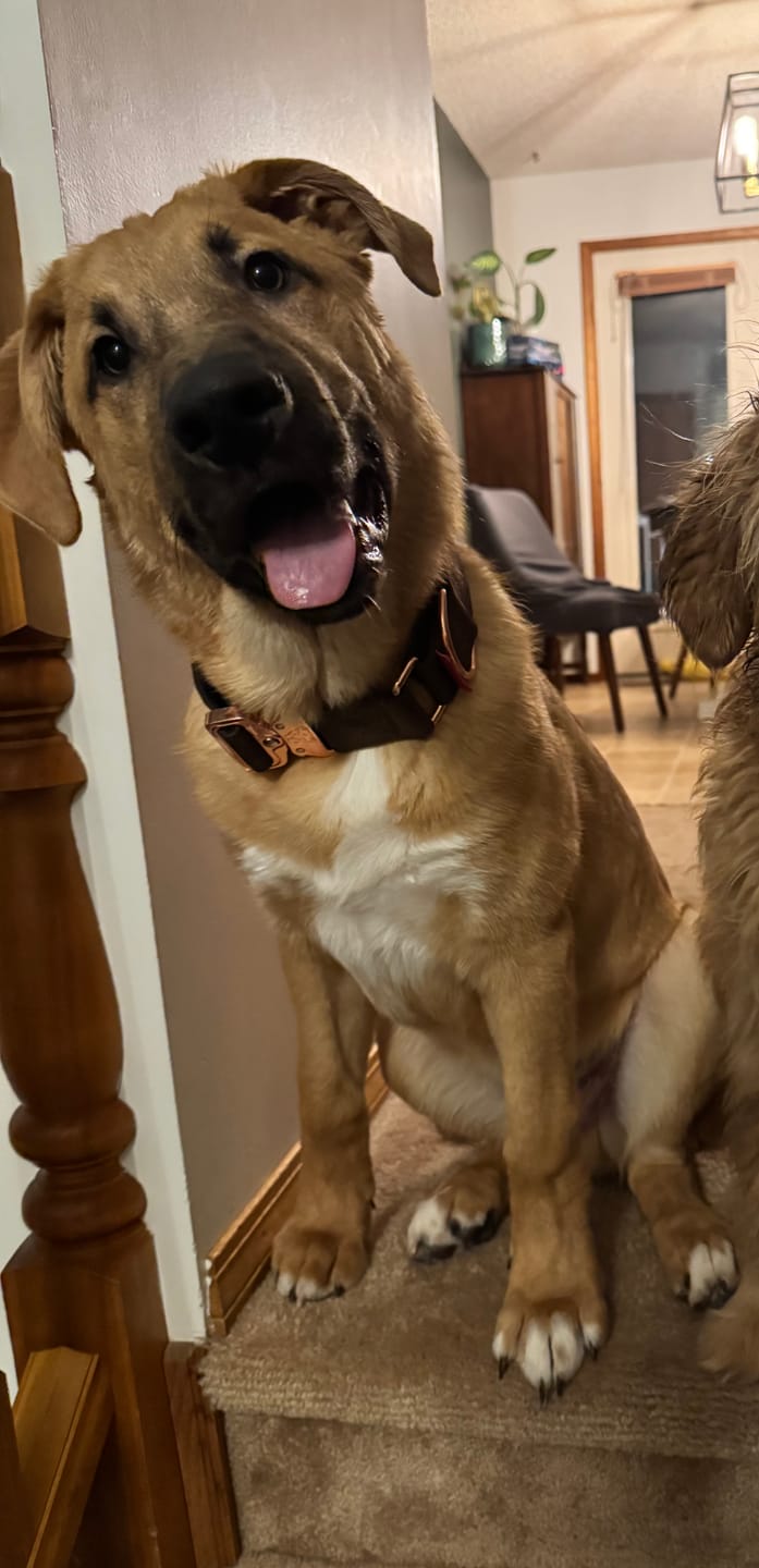 Customer photo review of 1.5" Luxe Martingale Dog Collar - Chocolate