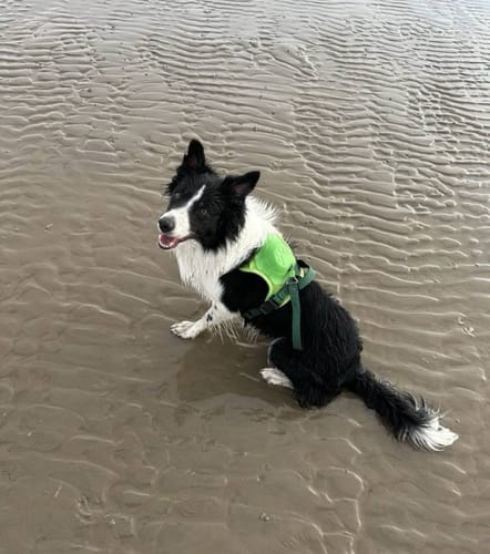 Customer photo review of Furryking™ 3 in 1 Dog Harness with Built-In Leash