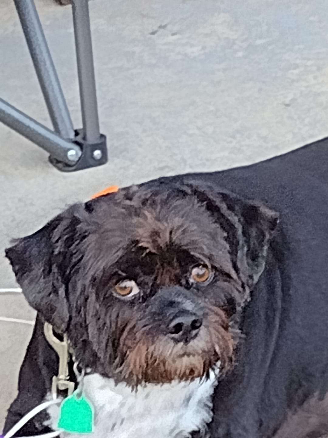 Customer photo review of Revolution Red For Medium Dog 22-44lbs (10-20kg)