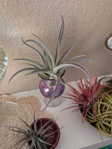 Customer photo review of Harrisii Soft Purple  *Cannot Be Shipped Internationally*