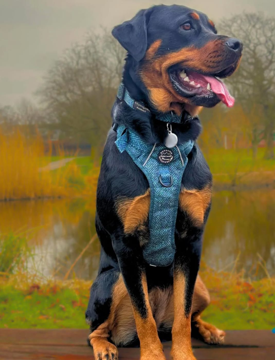 Customer photo review of Tough Trails™ Harness - Country Teal