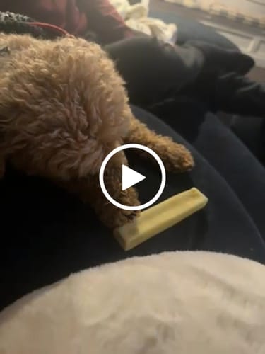 Customer video review of Banana Yak Chews