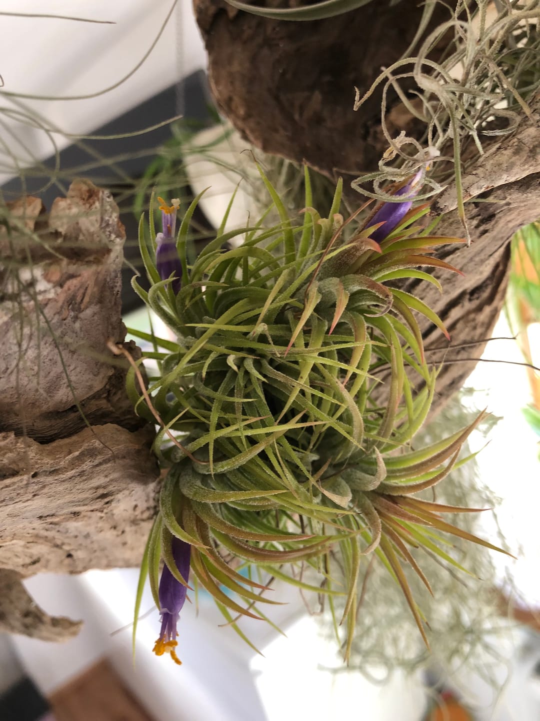 Customer photo review of Tillandsia ionantha 'mexico' - PULK