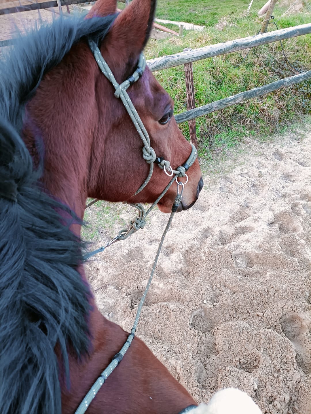 Customer photo review of Allergietest Plus Pferd