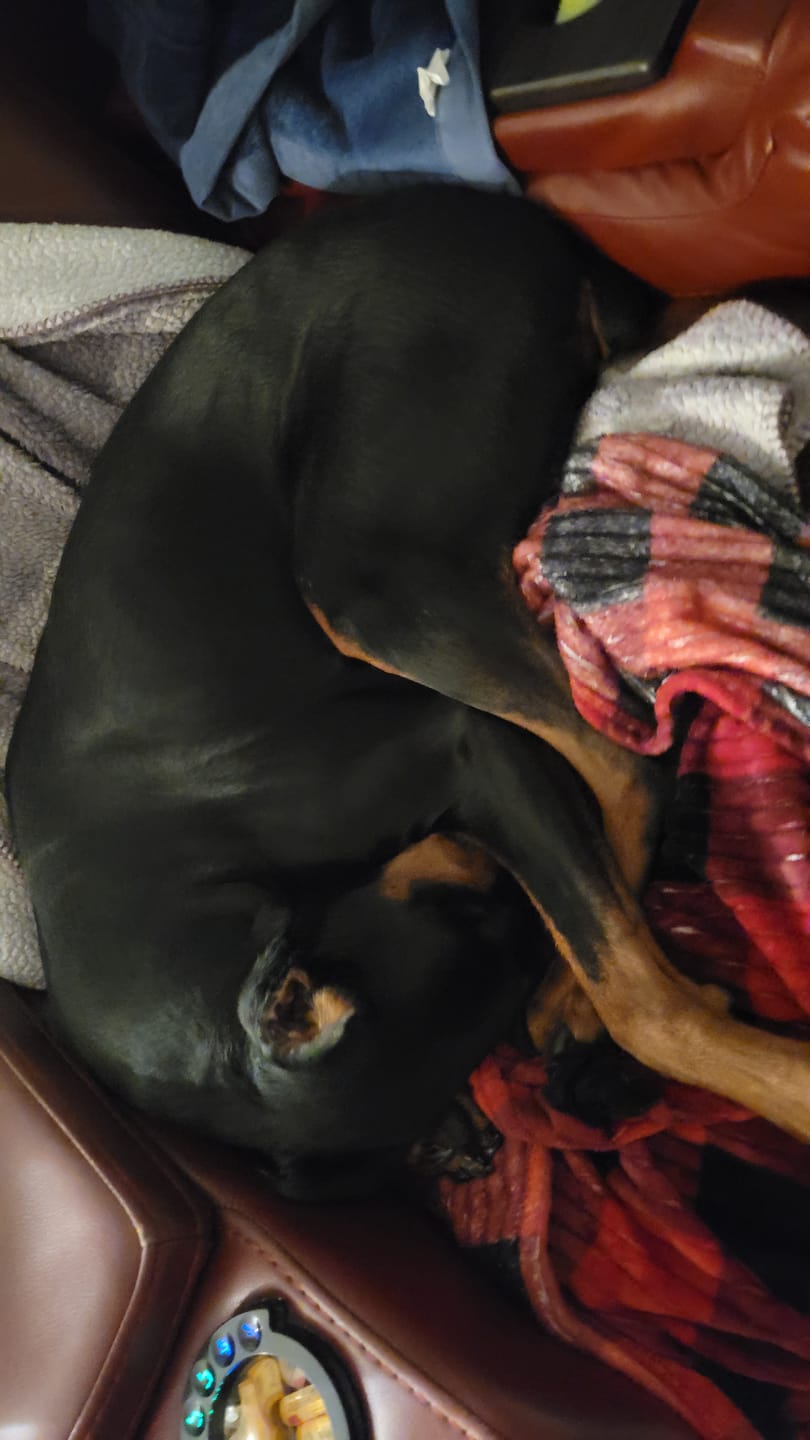 Customer photo review of 12 Inch Mega Monster Bully Stick (LIMITED)
