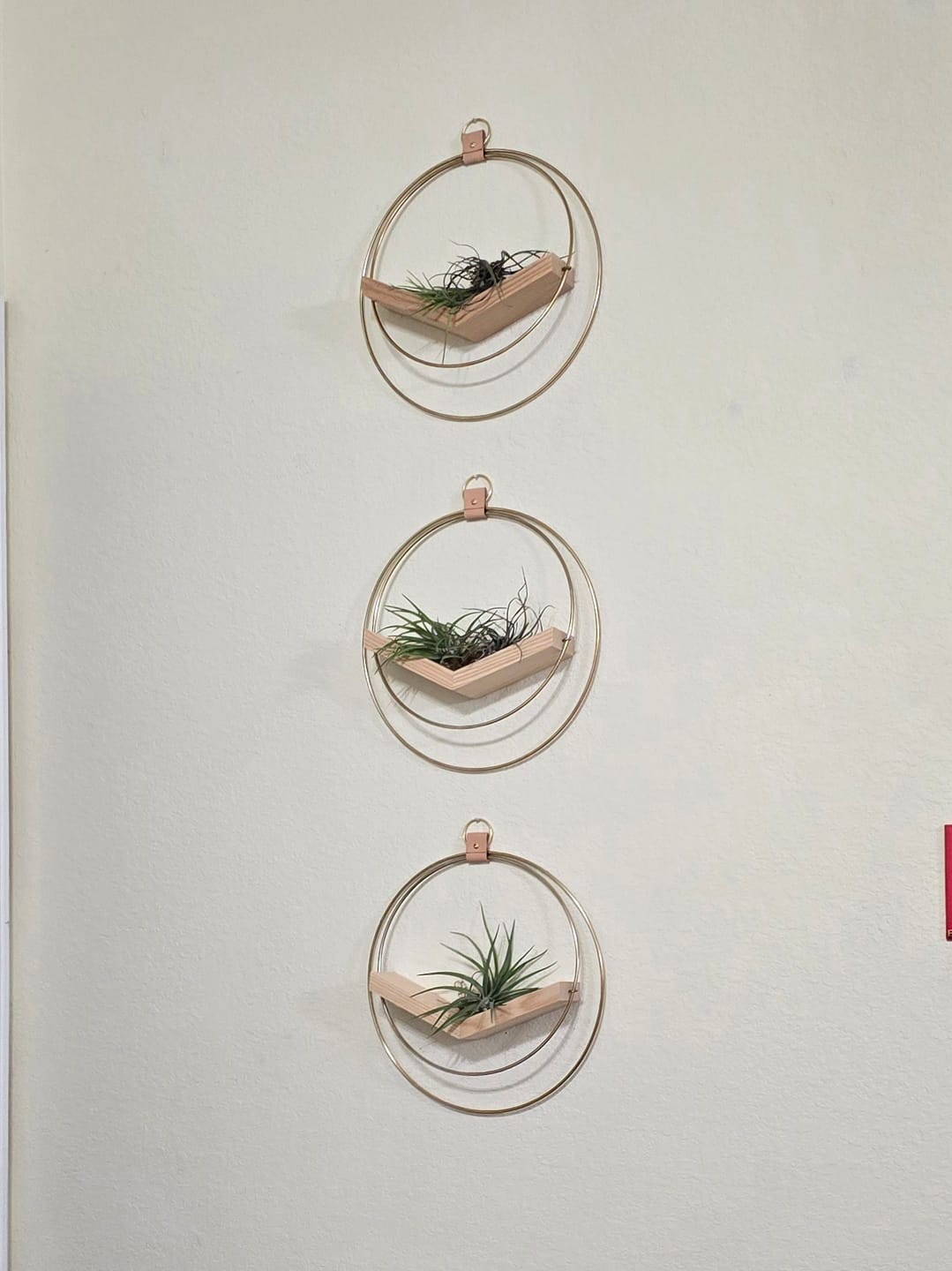 Customer photo review of Air Plant