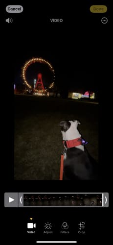 Customer photo review of 5cm Combat® Collar | With Handle & Secure Clip - Red