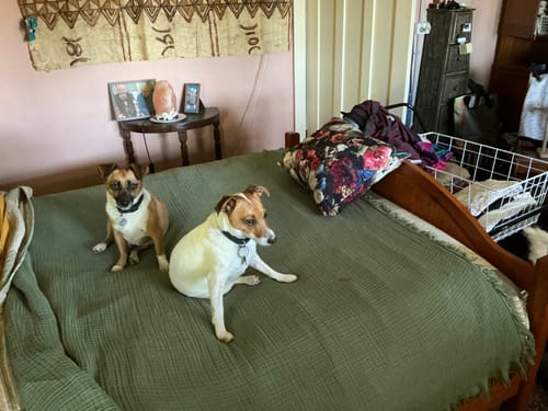 Customer photo review of Pure Bliss Muslin Bedspread - Green