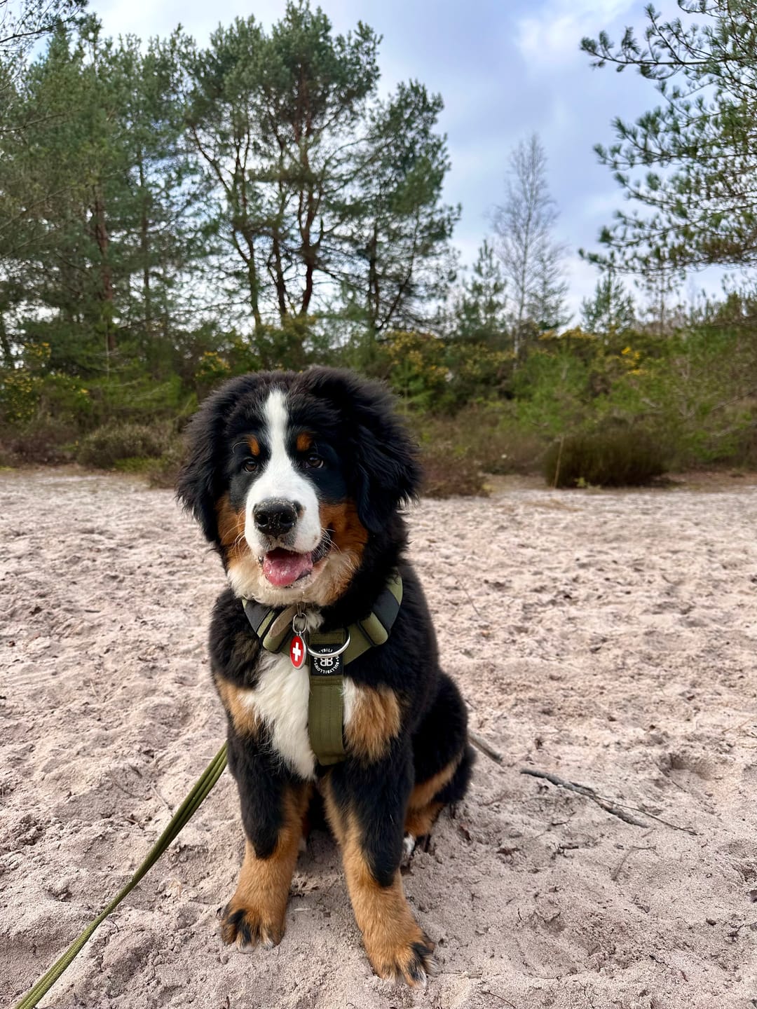 Customer photo review of Training Anti Pull TRI-Harness® | M-XL Breeds - Khaki