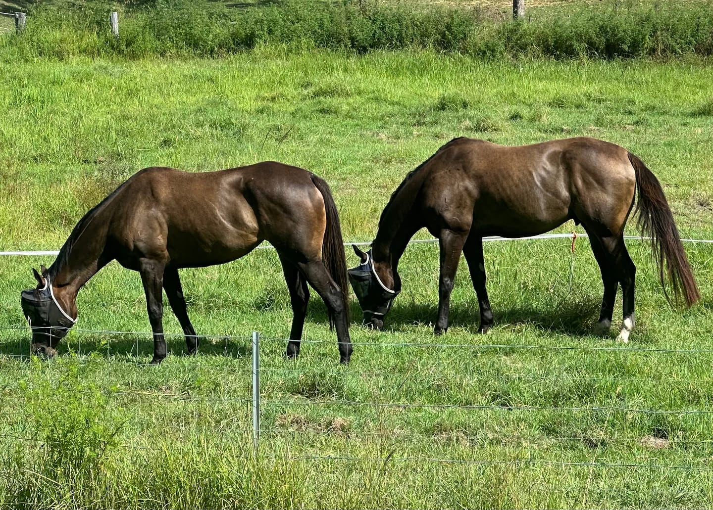 Customer photo review of LE Outback Flymask Original