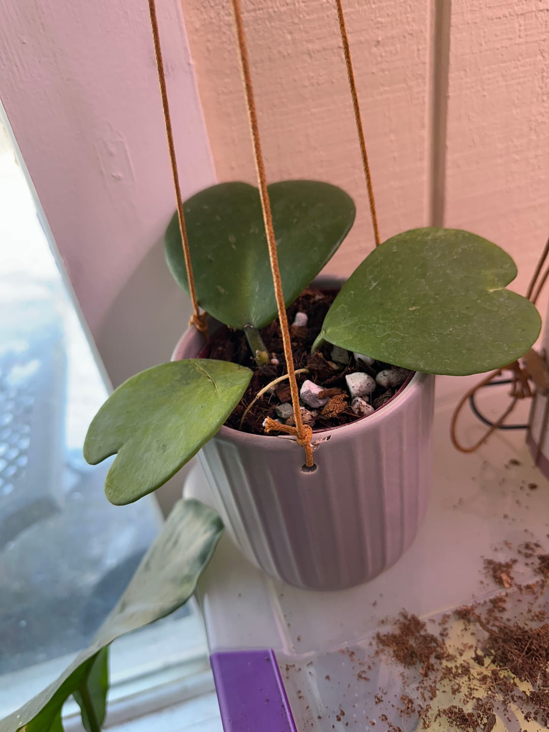 Customer photo review of Hoya kerrii
