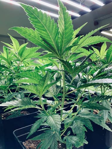 Customer photo review of Hanfstecklinge | Cash Cow