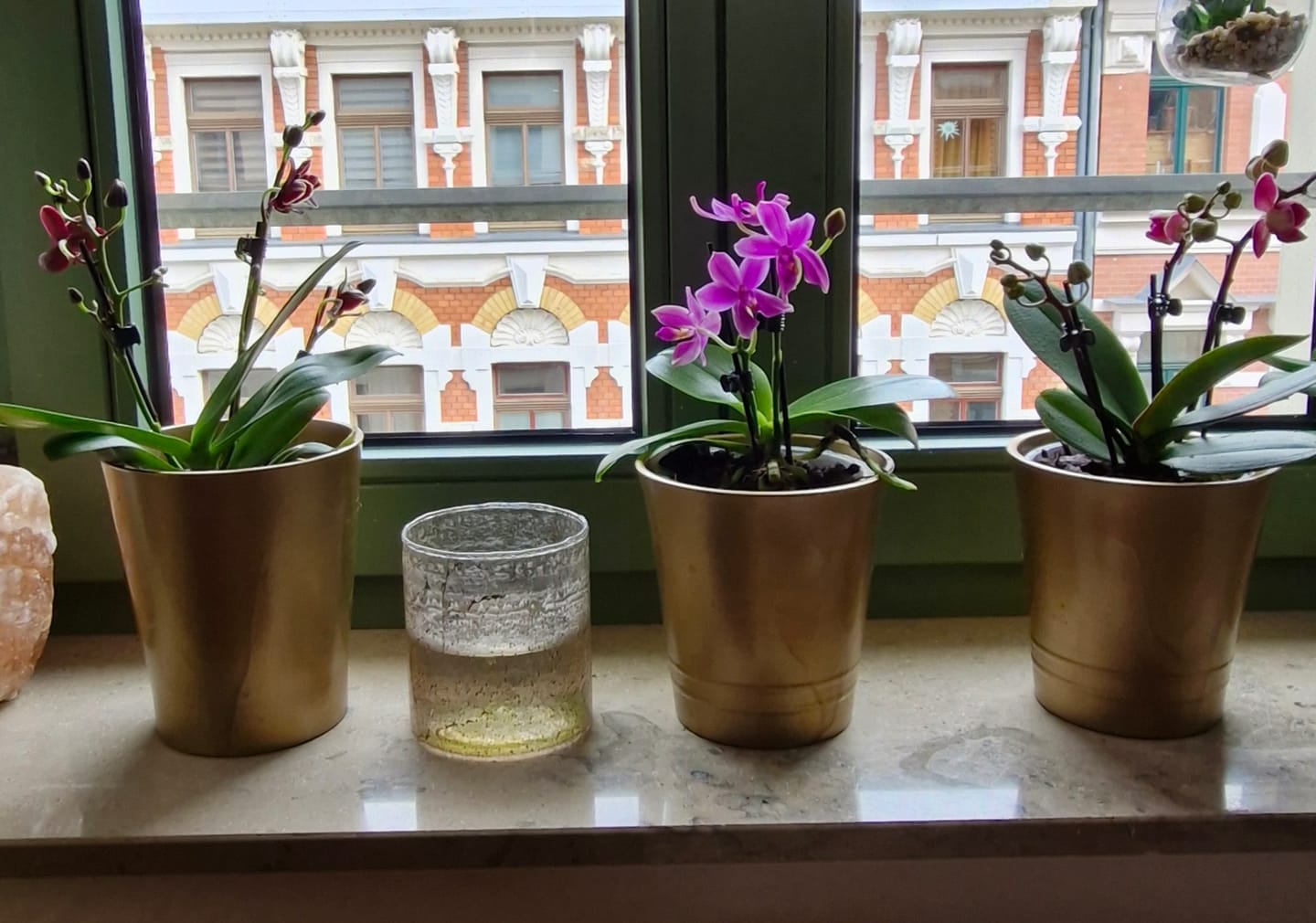 Customer photo review of Pelorische Orchidee Table Dance Chamonix mit weinroten Blüten und 2+ Rispen