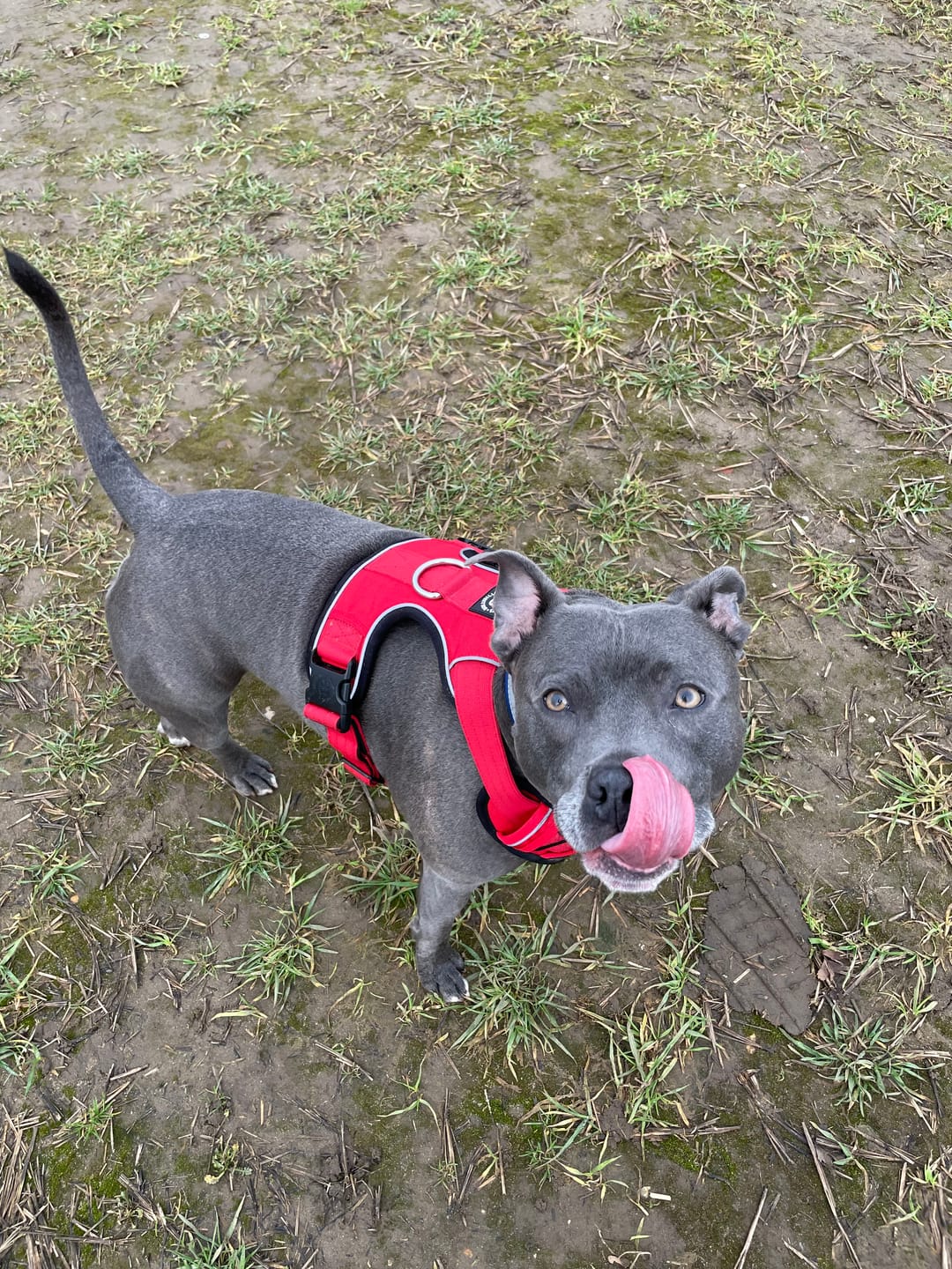 Customer photo review of Comfort Premium Harness | Non Restrictive - Red