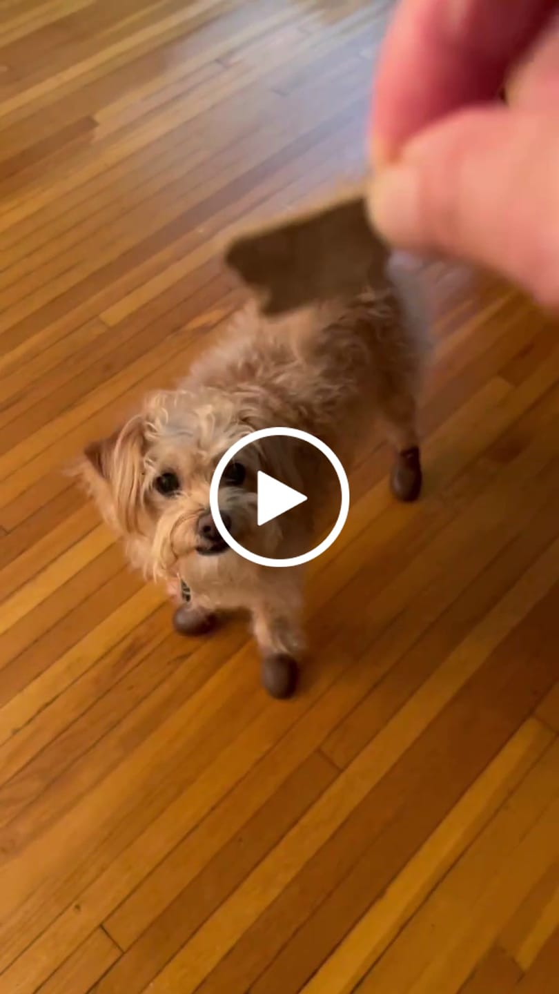 Customer video review of WagWarmers