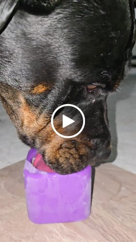 Customer video review of Freezbox - Super Tough Treat Toy