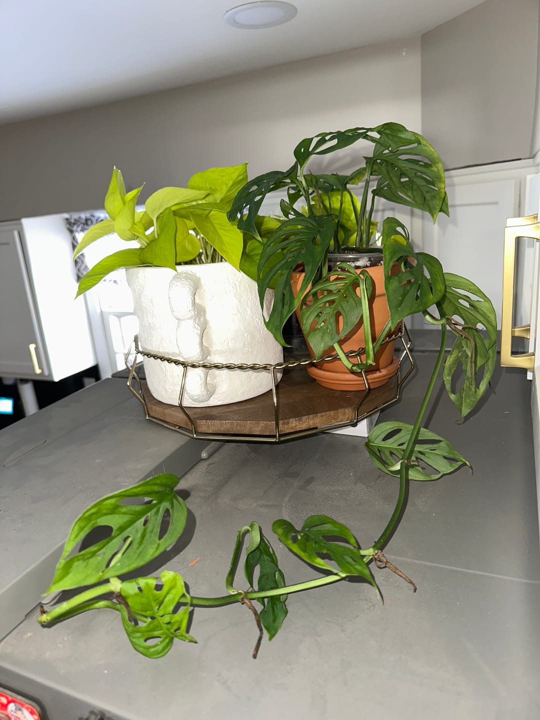 Customer photo review of Monstera adansonii 'Double Windows'