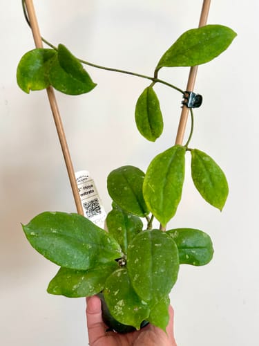 Customer photo review of Hoya mitrata