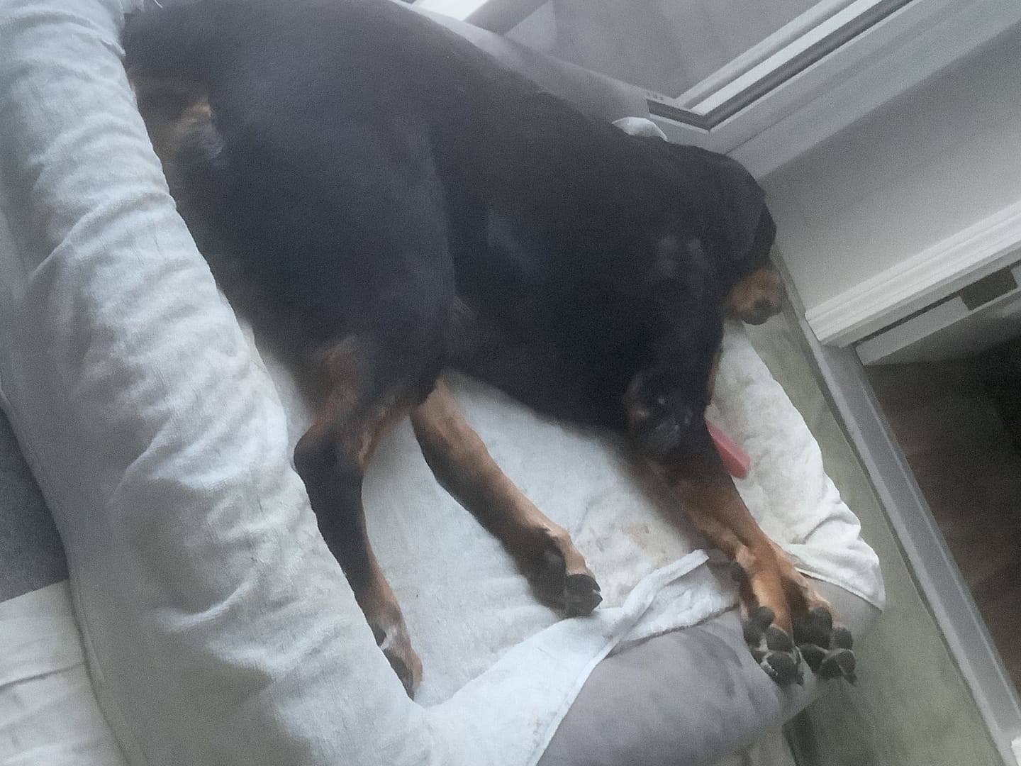 Customer photo review of Strawberry Himalayan Yak Chew (MEDIUM)
