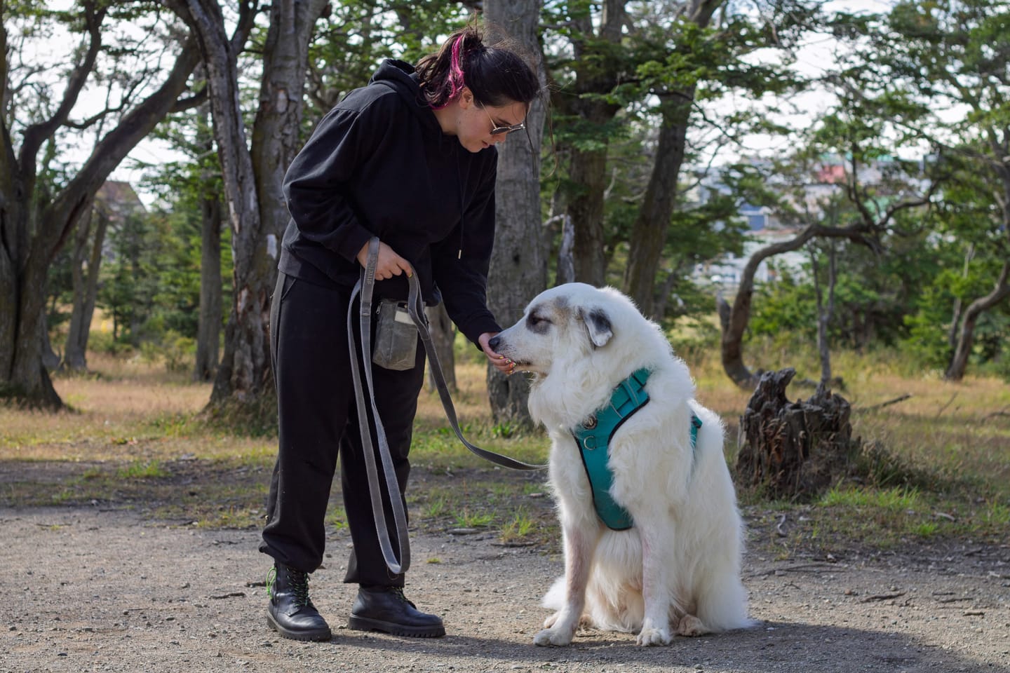 Customer photo review of Arnés Comfort para Perros - Street Dogs - Turquoise