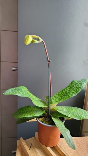 Customer photo review of Frauenschuh Paphiopedilum Deperle mit weißen Blüten und 1 Rispe (9cm)