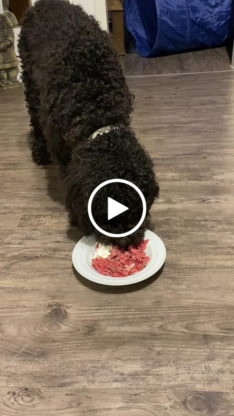 Customer video review of Rind gemischt 500g ab pro Wurst nur 5.45.-
