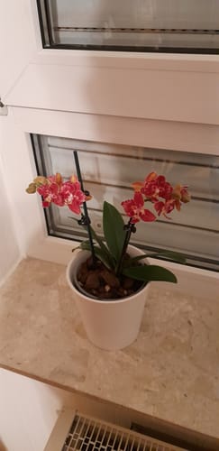 Customer photo review of Table Dance Flaming Kaki mit orangen Blüten und 2 Rispen