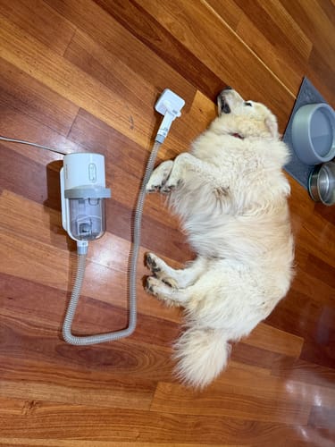 Customer photo review of PaWz GroomMate Pet Grooming Kit