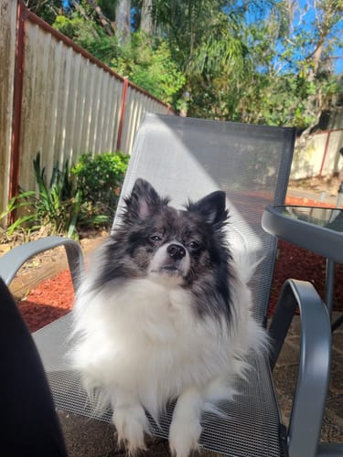 Customer photo review of NEW! GUT + IMMUNE HEALTH FOR DOGS. NATURAL HEALTHY BISCUITS.