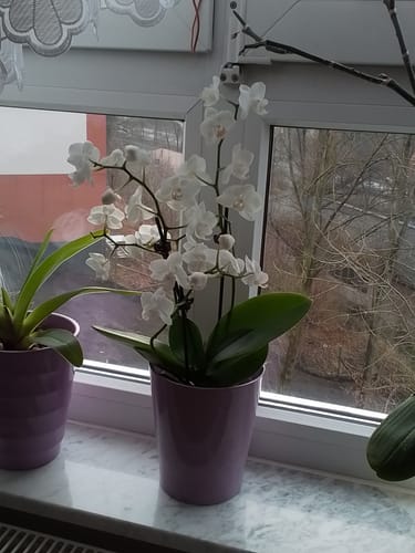 Customer photo review of Table Dance Popcorn mit weißen Blüten und 3 Rispen