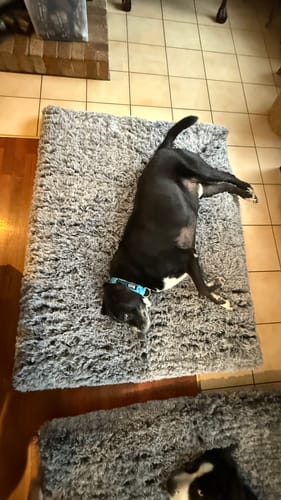 Customer photo review of PaWz Premium SuperMat Calming Bed