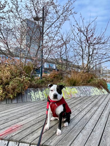 Customer photo review of 1.4m Swivel Combat Lead | Anti-Tangle & Secure Clip - Red