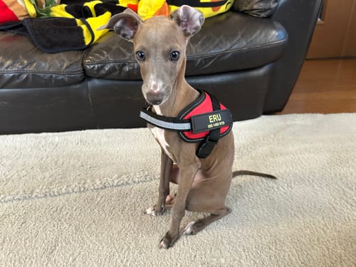 Customer photo review of FunFunPet 高機能ハーネス（お名前タグ作成サービス付き）