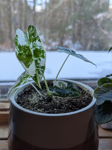 Customer photo review of Variegated Alocasia Frydek