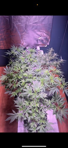 Customer photo review of Dune™  Stabilized Monosilicic acid