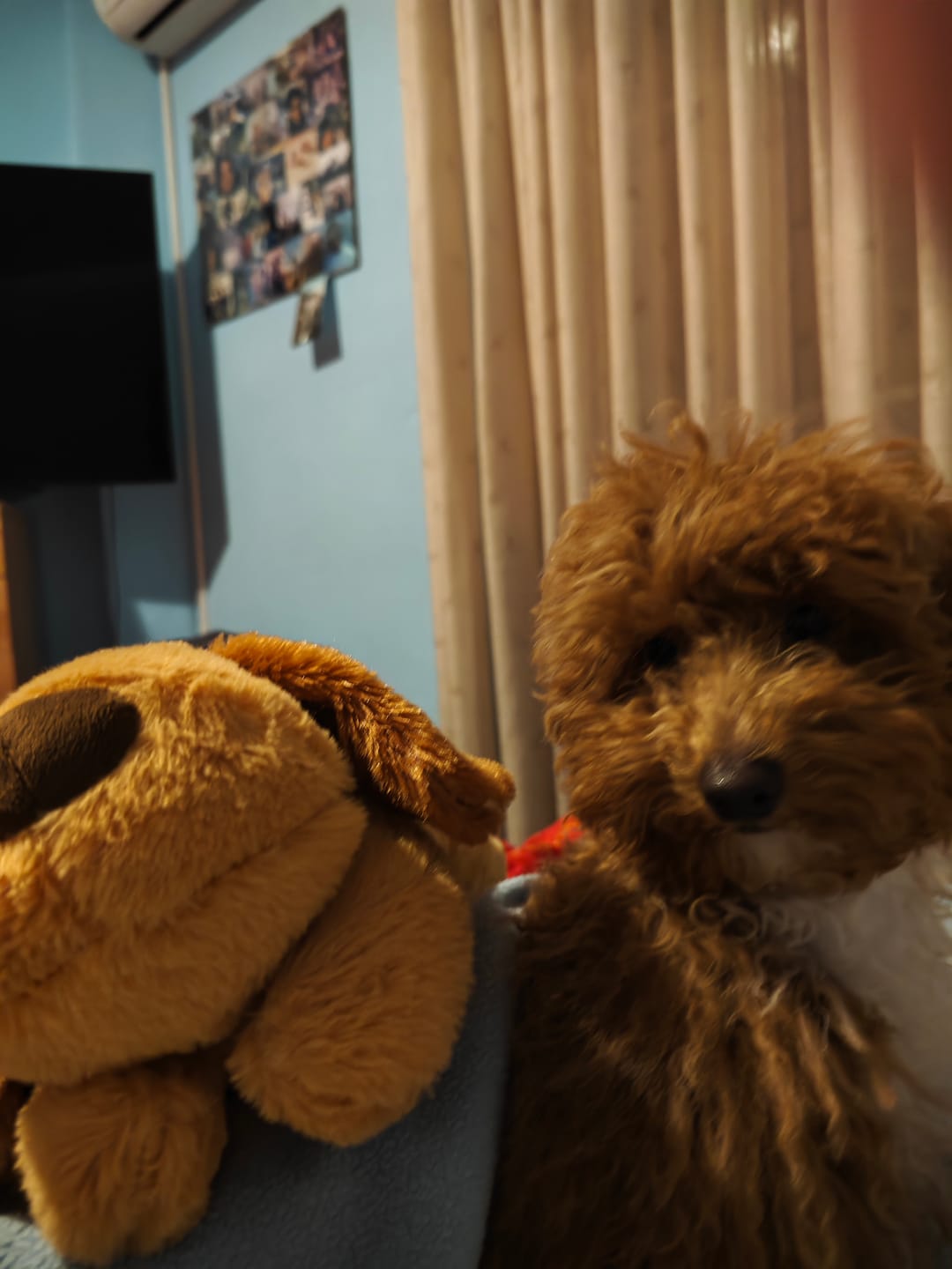 Customer photo review of Peluche Antiestrés para Mascotas