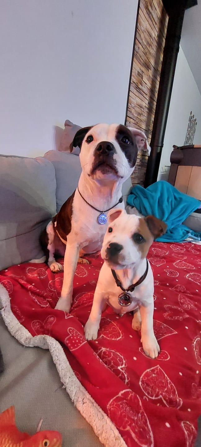 Customer photo review of Staffy Puppy Nametag with Paracord String - Antique - Staffordshire Bull Terrier 1935®