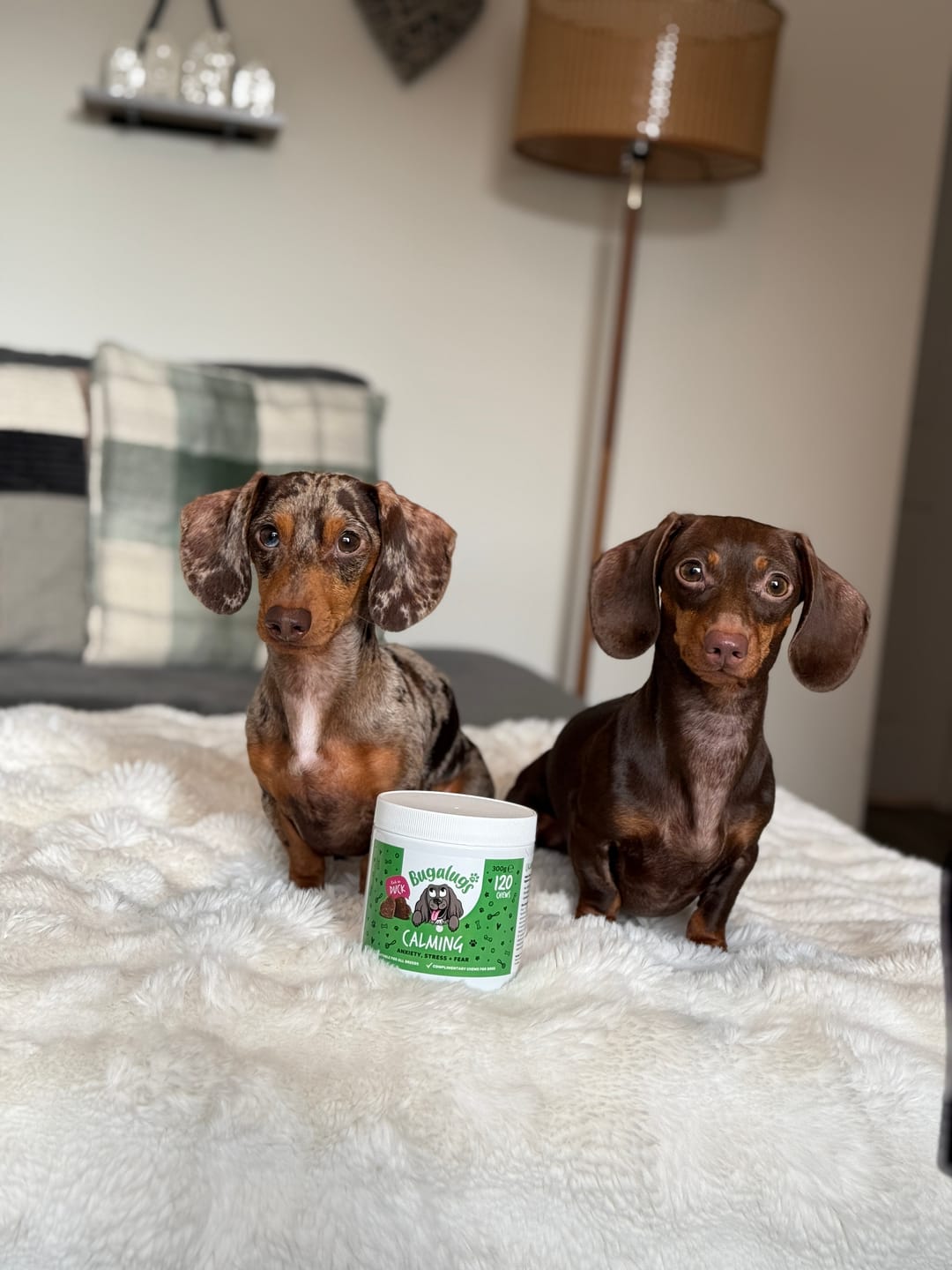Customer photo review of Calming Supplement Chews for Dogs