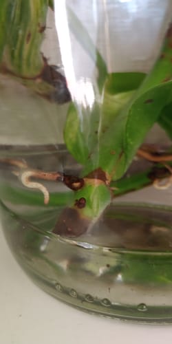 Customer photo review of Hesi Wurzel-Complex