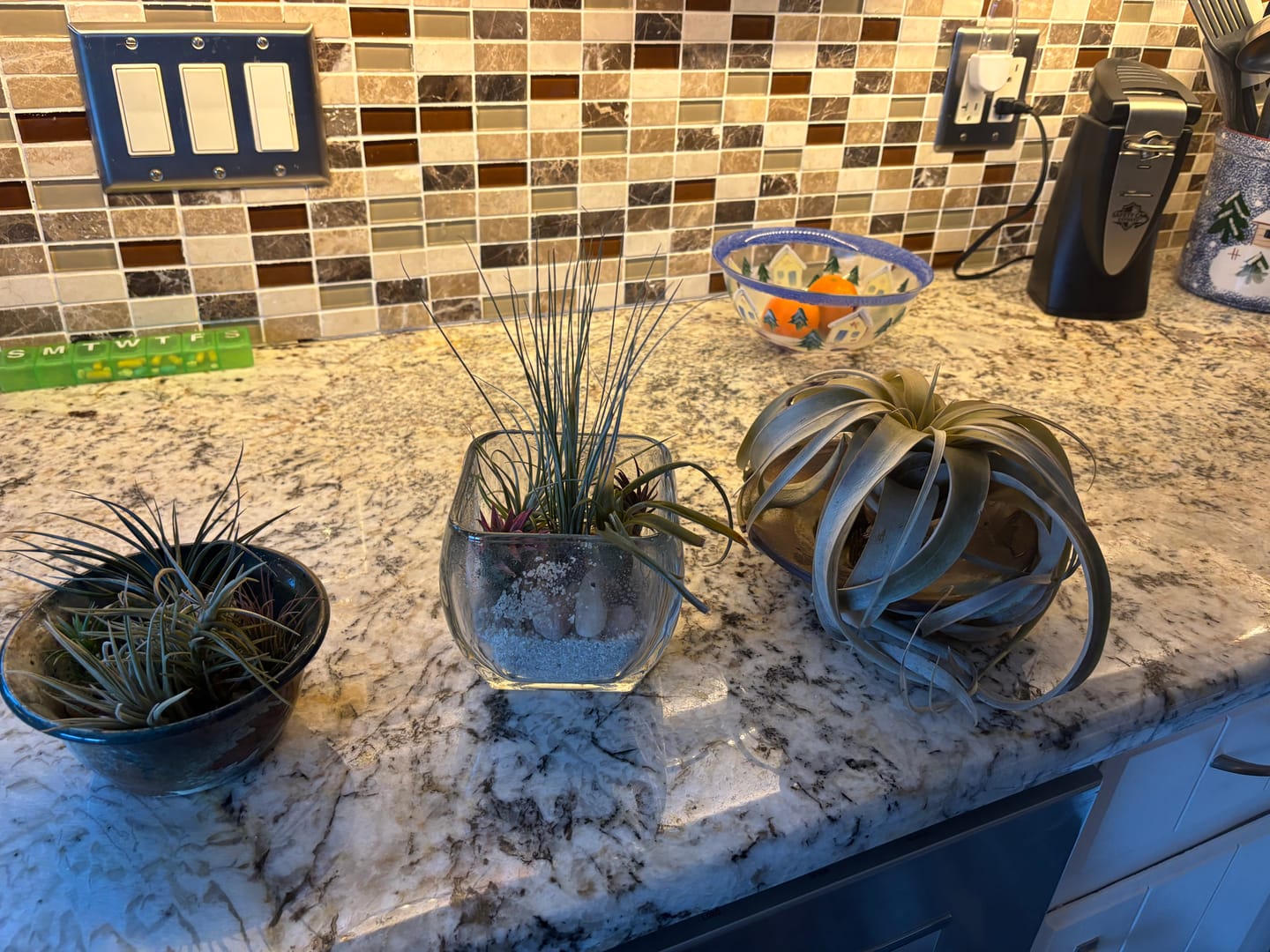 Customer photo review of B Quality Greenhouse Mix 10 Plant Pack