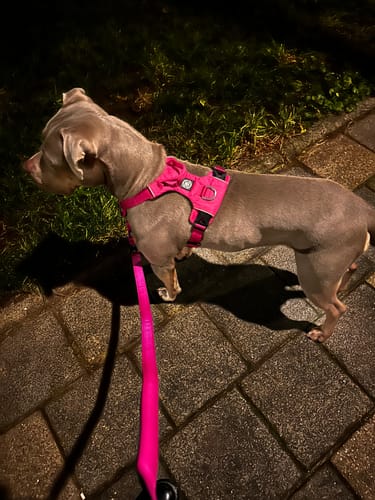 Loraine W. review of Air Harness | Anti-Pull & With Handle - Carminerose image 1 out of 2