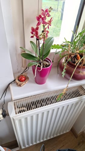 Customer photo review of Table Dance Flaming Kaki mit orangen Blüten und 2 Rispen